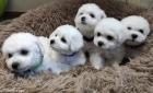 Bichon Fris Hundenwelpen zum verkaufen