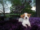 Chihuahuawelpe sucht schönes Zuhause