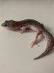 1. 0 Mack super Snow Het Diablo Blanco Leopardgecko Männchen Enz 23 abzugeben Übergabe Hamm möglich