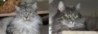 Maine Coon Pärchen Kater Katze kastriert Ansehen