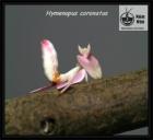 Hymenopus coronatus Orchideenmantiden Idolomantis diabolica Große Teufelsblu