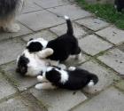 Bearded Collie Welpen