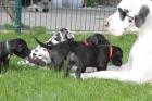 Deutsche Doggenwelpen in gelb und gestromt mit VDH/DDC-Papieren