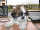 Shih-Tzu Welpe Weibchen sucht ein kuscheliges zu Hause
