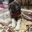 Sandra / Status sucht ein Zuhause