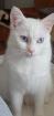 Türkisch Angora Mix Kater