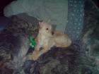Parson Jack Russel / Chihuahua