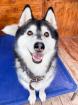 Jakarta - liebe soziale sportliche Husky-Mix Hündin