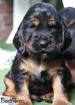 English Cocker Spaniel Welpen ab 4. Juli