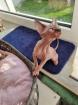 Canadian Sphynx Kitten
