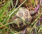 Griechische Landschildkröten