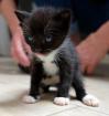 Fiola - sucht dringend ein Zuhause aus dem Tierschutz / gechipt geimpft