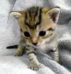 Super süße Katzenbabys abzugeben.
