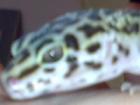 2 Leopardgeckos abzugeben gerne auch Tausch gegen Köpy o. ä.