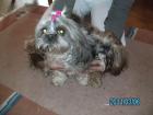 Aus Liebhaberzucht einige junge erwachsene Shih-Tzu s aus gesundheitlichen Gründ