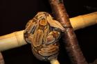 Boa c. constrictor Guyana abzugeben