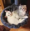 Bkh/Scottish Fold Kitten Männchen und Weibchen