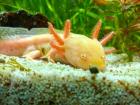 Axolotl Gold-Albino Männchen sucht neues Zuhause