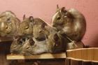 Degu Mädls mit Nagarium
