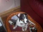 5 Monate alter Jack Russell Welpe abzugeben