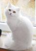 Perserkater