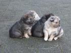 Wolfsspitzmischlinge Vater Australian Shepherd