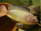 Tilapia Niltilapia Oreochromis niloticus