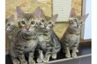 Bengalkatze Kitten weiblich und männliche mit Papiere abzugeben