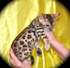 Super schöne Bengal Babys mit Rosetten