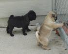 MOPS WELPEN -FREIATMENT-HAUSAUFZUCHT