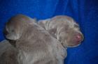 11 super süße silberne labrador welpen