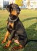 Doberman 4. 5 monate