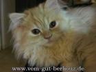 Süßes red-smoke Perserbaby mit Nase Stammb. PKD- FIV FelV negativ