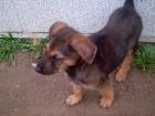 Schäferhund Chau Chau Welpen suchen dringend ein neues zu Haus