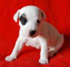 7 Pason Jack Russell Welpen Hamburg