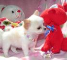 CHIHUAHUA-Welpen in besonderen Farben