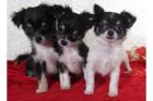 Kleine permanent kurze Haare Chihuahua Welpen bereit Umzug