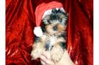 Reinrassige MINI Yorkshire Terrier