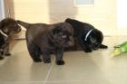 Labrador Retriever Welpen mit Papieren
