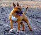 DECKRÜDE Miniatur Bullterrier FCI Import PLL FREE -TOP BLUTLINIE