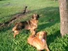 Moritz der Liebe ein Mix aus Golden Retr. /Labrador