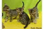 Bengalen Neue Zuchtgeneration mit großen Rosetten- Bengalkatzen Bengalkater