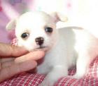 Supersüsse reinrassige Chihuahua Welpen