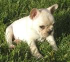 Französische Bulldogge Welpen