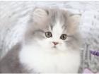 Perserbabys mit Stammbaum . in der Farbe silver shaded