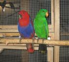 Neuguinea Edelpapagein