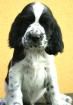 English Springer Spaniel attraktive Welpen mit Papiere