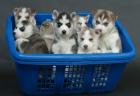 Siberian Husky Welpen Sibirische Huskywelpen FCI