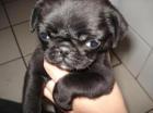 Mops Welpen SCHWARZ gesund freiatmend