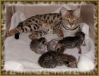 Savannah Kitten zu verkaufen